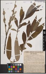 Foto von Salix cinerea L. x Salix viminalis L.